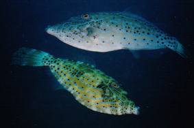 �C�̋�����