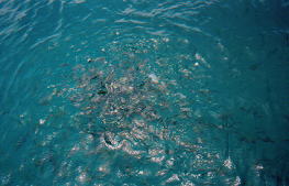 �̌��_�C�r���O