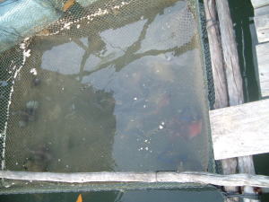 いかだのレストラン