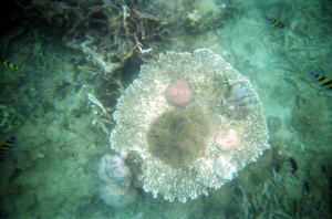 �R�[�����E�A�C�����h