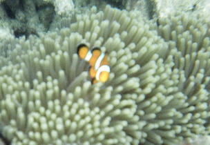 �R�[�����E�A�C�����h