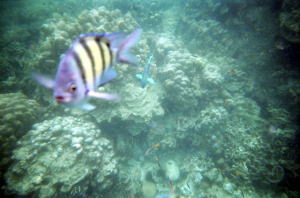 �R�[�����E�A�C�����h