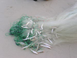 �p�g���r�[�`�̒�