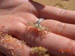 �T���E�v�[�P�b�g�E���]�[�g