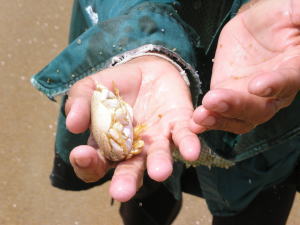 サイケーオ・ビーチ