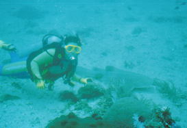 シャークポイント1