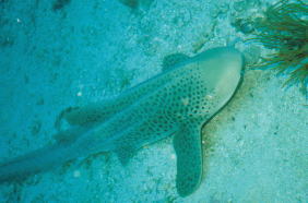 シャークポイント2